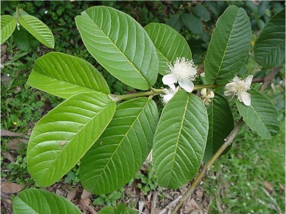 tác dụng của lá ổi 2