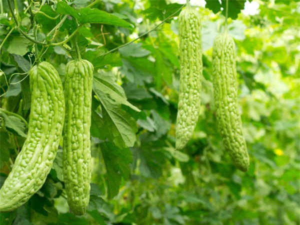 người không nên ăn mướp đắng 1