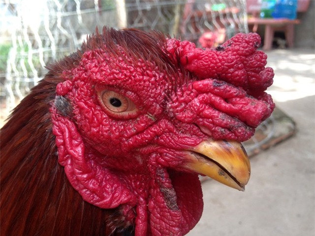 Trại gà, chim rừng quý đem về nửa tỷ mỗi năm ở miền Tây