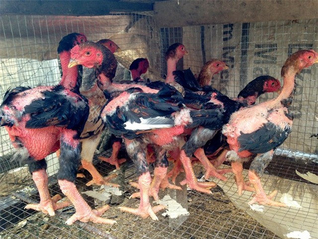 Trại gà, chim rừng quý đem về nửa tỷ mỗi năm ở miền Tây