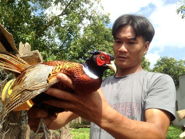 Trại gà, chim rừng quý đem về nửa tỷ mỗi năm ở miền Tây