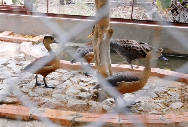 Trại gà, chim rừng quý đem về nửa tỷ mỗi năm ở miền Tây
