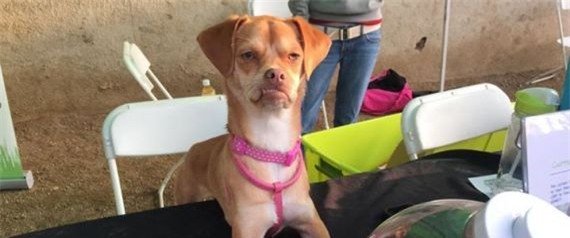 Ảnh: Go Dog Safe Paws