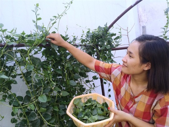 Dân gian thường dùng rau mồng tơi làm rau ăn cho mát và chống táo bónẢnh: Sơn Nhung