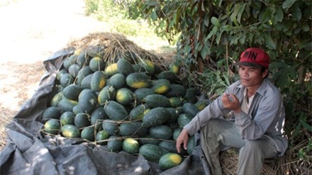 Nông dân nóng ruột bên đống dưa chờ tiểu thương đến thu mua.