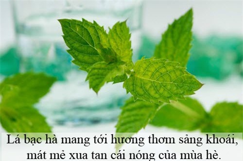 Tạo hương thơm cho cơ thể khi hè về - 7