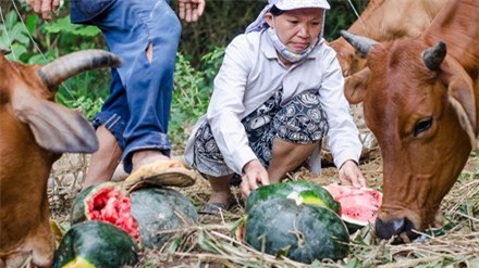 Nông dân trồng dưa Đại Lộc (Quảng Nam) đau xót đem dưa hấu cho bò ăn vì không bán được. Ảnh: Nguyễn Thành.