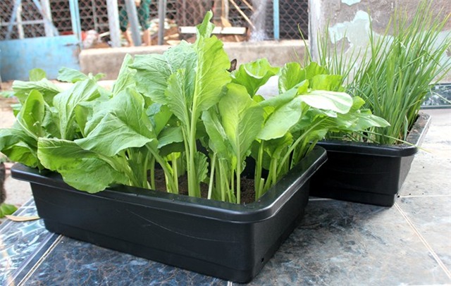 Rau sạch giao tận nhà 35.000 đồng một chậu ở Sài Gòn