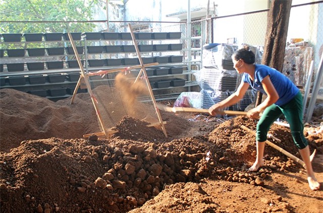 Rau sạch giao tận nhà 35.000 đồng một chậu ở Sài Gòn