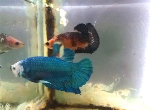 Sinh viên kiếm tiền triệu nhờ nuôi cá đá - 4