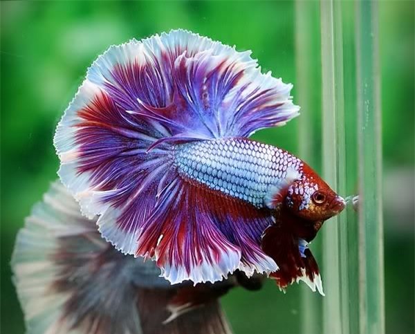 Sinh viên kiếm tiền triệu nhờ nuôi cá đá - 1