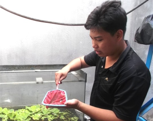 Sinh viên kiếm tiền triệu nhờ nuôi cá đá - 3