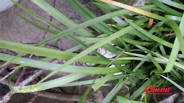 Lào Cai, mận hậu, thắng cố
