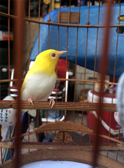 Chim biến đổi gen, hoàng khuyên, chơi chim, chim chào mào, chào mào bạch tạng, chơi chim cảnh, lồng chim, chim tiền tỷ, bộ sưu tập chim, chim-biến-đổi-gen, hoàng-khuyên, chơi-chim, chim-chào-mào, chào-mào-bạch-tạng, chơi-chim-cảnh, bộ-sưu-tập-chim, chim-t