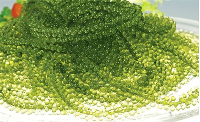 'Trứng cá hồi xanh' giá rẻ tràn chợ online