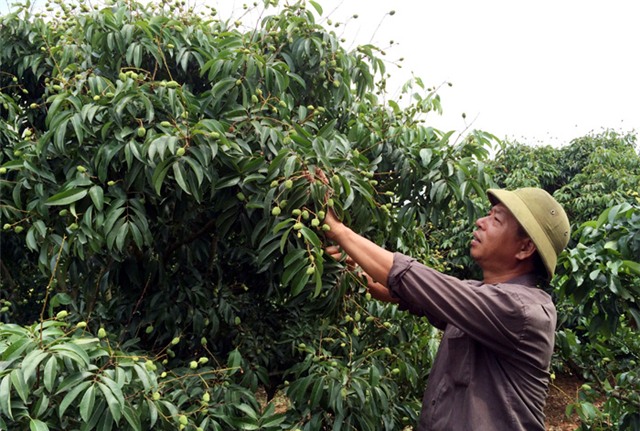 vải thiều, Lục Ngạn, Bắc Giang, Nhật Bản, tiêu chuẩn Global Gap, Trung Quốc, thương lái Trung Quốc, vải-thiều, Lục-Ngạn, Bắc-Giang, xuất-khẩu, thị-trường, Mỹ, Nhật-Bản, sản-xuất, tiêu-chuẩn-Global-Gap, Trung-Quốc, thương-lái-Trung-Quốc, doanh-nghiệp, thu-