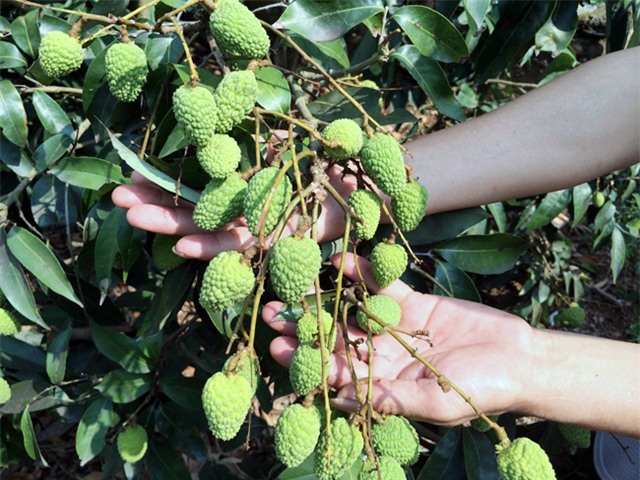 vải thiều, Lục Ngạn, Bắc Giang, Nhật Bản, tiêu chuẩn Global Gap, Trung Quốc, thương lái Trung Quốc, vải-thiều, Lục-Ngạn, Bắc-Giang, xuất-khẩu, thị-trường, Mỹ, Nhật-Bản, sản-xuất, tiêu-chuẩn-Global-Gap, Trung-Quốc, thương-lái-Trung-Quốc, doanh-nghiệp, thu-