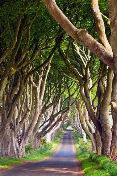 Đường Bregagh, Ballymoney, Ireland: Còn được biết đến với tên gọi Dark Hedge (hàng rào đen tối), con đường nổi tiếng nhờ hai hàng sồi già hơn 300 tuổi mọc hai bên đường, uốn cong và đan vào nhau thành vòm. Hàng sồi được gia đình Stuart trồng vào thế kỷ 18, giờ đã trở thành một trong những thắng cảnh thiên nhiên được chụp nhiều nhất ở bắc Ireland.
