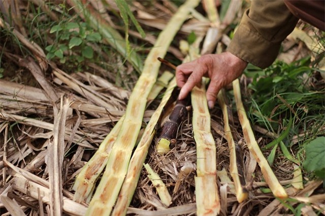 Ảnh 2: ảnh Cường Ngô.