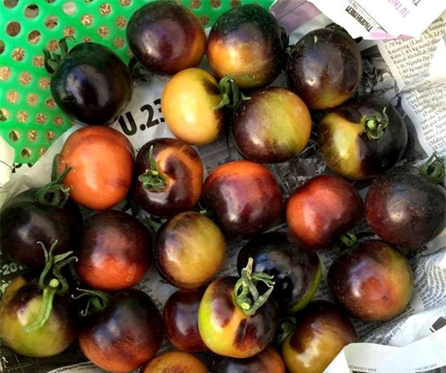 Cà chua đen đắt gấp 5 lần loại thường, muốn mua cũng khó