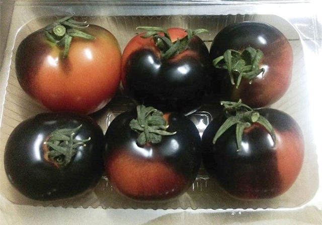 Cà chua đen đắt gấp 5 lần loại thường, muốn mua cũng khó