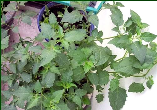 Rau dại, sân thượng, ban công, hà nội, rau dền cơm, rau sâm đất, rau sam, giải độc, rau sạch, rau-dại, sân-thượng, ban-công, giống-rau-dại, hà-nội, rau-dền-cơm, rau-sâm-đất, rau-sam, rau-sạch