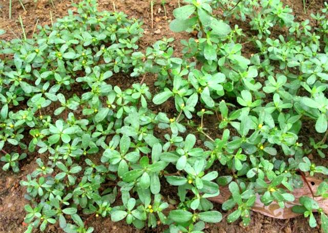 Rau dại, sân thượng, ban công, hà nội, rau dền cơm, rau sâm đất, rau sam, giải độc, rau sạch, rau-dại, sân-thượng, ban-công, giống-rau-dại, hà-nội, rau-dền-cơm, rau-sâm-đất, rau-sam, rau-sạch