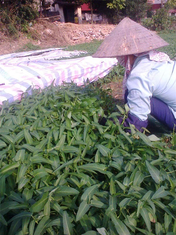 rau muống, thuốc kích phọt, rau muống bẩn