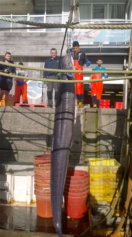 Anh: Bat duoc luon khong lo cao hon xe bus 2 tang