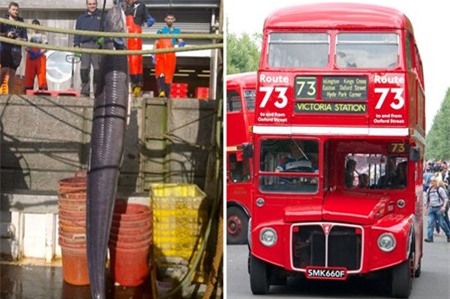 Anh: Bat duoc luon khong lo cao hon xe bus 2 tang