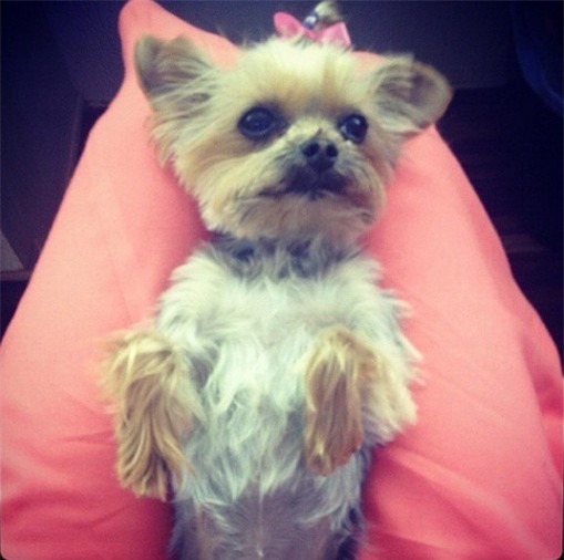 Australia dọa giết cún cưng của Johnny Depp