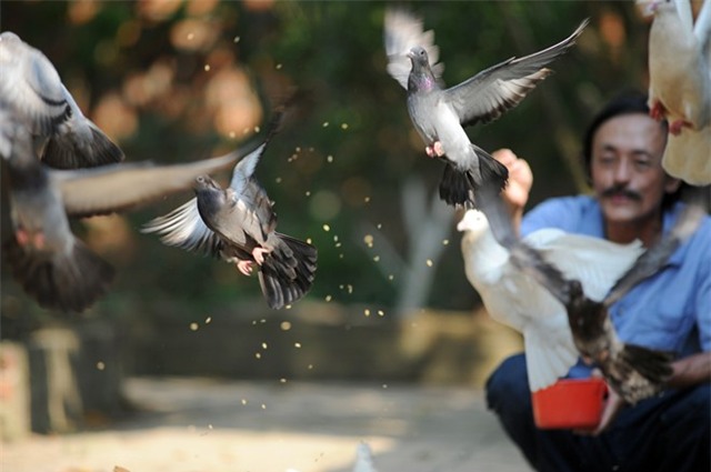 Một ngày bận rộn của Giang Còi