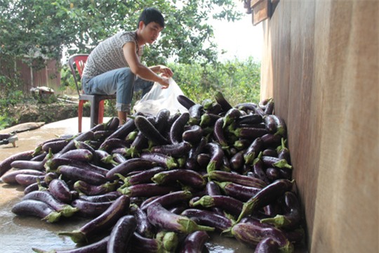 Cà tím Violet King có trái to hơn cà tím thường.