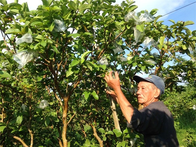 500 đồng một kg ổi, người miền Tây bỏ chín đầy vườn