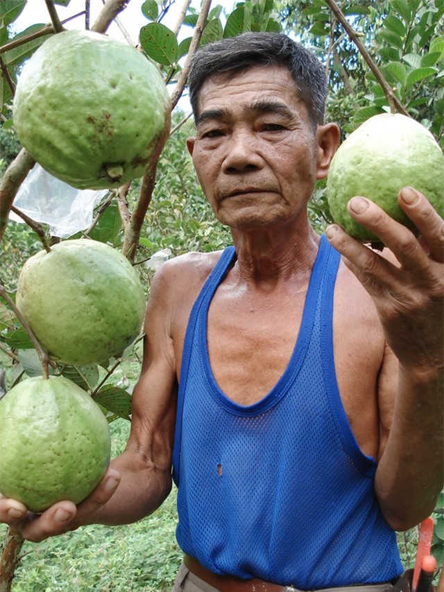 500 đồng một kg ổi, người miền Tây bỏ chín đầy vườn