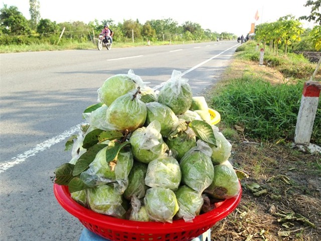 500 đồng một kg ổi, người miền Tây bỏ chín đầy vườn