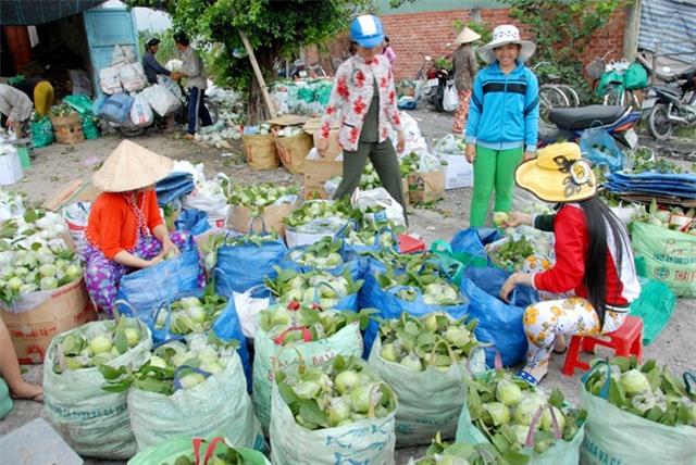 500 đồng một kg ổi, người miền Tây bỏ chín đầy vườn