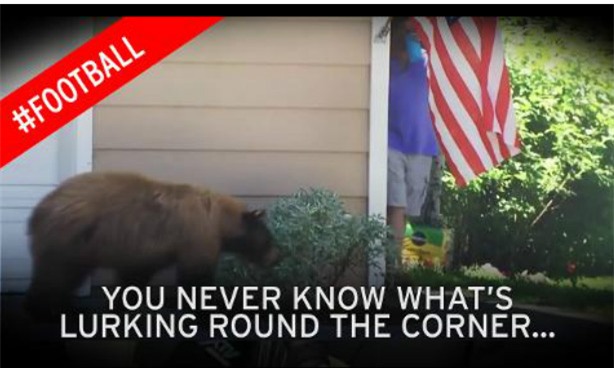 Gấu cũng sợ người