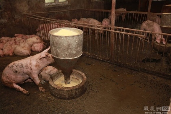 Xót lòng cảnh lợn chết ngổn ngang do điện giật 6