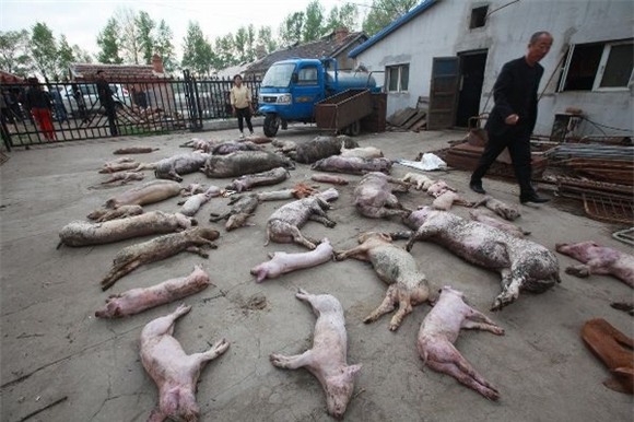 Xót lòng cảnh lợn chết ngổn ngang do điện giật 5