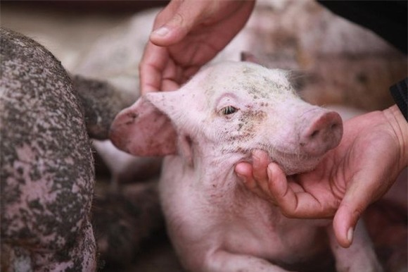 Xót lòng cảnh lợn chết ngổn ngang do điện giật 4