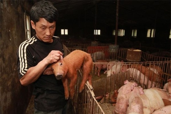 Xót lòng cảnh lợn chết ngổn ngang do điện giật 3