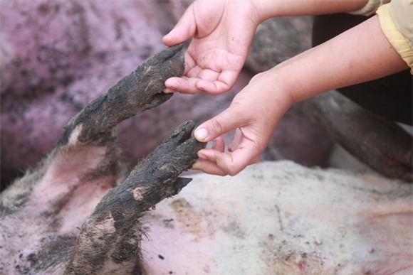 Xót lòng cảnh lợn chết ngổn ngang do điện giật 0