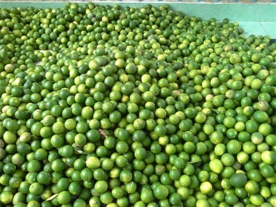 Tuy nhiên, nguy cơ bí đầu ra như hành tím và ổi lê là điều khó tránh khỏi nếu ồ ạt tăng diện tích.