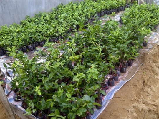 Chính vì thế, giá chanh giống cũng đang ở mức cao từ 14.000- 18.000 đồng/cây.