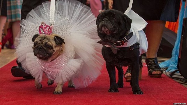 Sốc với váy cưới xa hoa hơn 40 triệu dành cho...chó - Ảnh 1