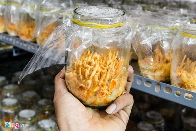 Đông trùng hạ thảo bạc tỷ bán vài chục triệu đồng ở Việt Nam