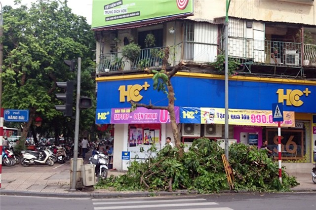 Hà Nội, cây xanh, hồ Hoàn Kiếm, bị cắt trụi