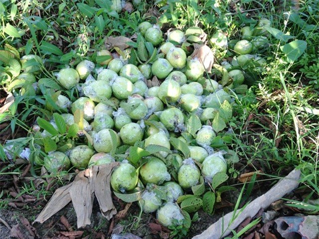 Gạo nhựa, Trung Quốc, hóa chất, độc hại, tràn lan, thịt lợn, lợn sề, bò Úc, áo tắm, trẻ em, miền Tây, nhiễm độc, trứng gà, giá xăng, cá thối, gạo-nhựa, Trung-Quốc, hóa-chất, độc-hại, tràn-lan, thịt-lợn, lợn-sề, bò-Úc, áo-tắm, trẻ-em, miền-Tây, nhiễm-độc,