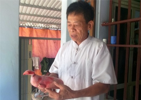 Thanh Hóa; lợn đầu gà